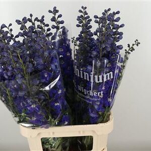 360119389_434916316_H_1-2 Delphinium El Dewi White Smile v bielej farbe