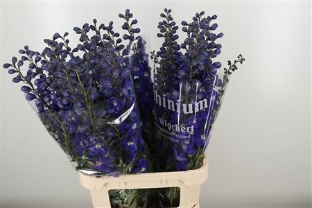Delphinium El Dewi White Smile v bielej farbe