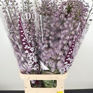 360119406_434916360_H_1-1 Delphinium El Dewi Flamingo Pale Pink s jemne ružovými kvetmi na dlhej stonke