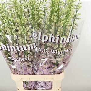 360119408_434916366_H_1 Delphinium El Dewi Flamingo Pale Pink s jemne ružovými kvetmi na dlhej stonke