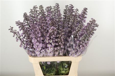 360119409_434916368_H_1-1 Delphinium El Dewi Flamingo Pale Pink s jemne ružovými kvetmi na dlhej stonke