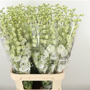360119448_434916531_H_1-1 Delphinium El Dewi Boy Pale Blue rezaný kvet