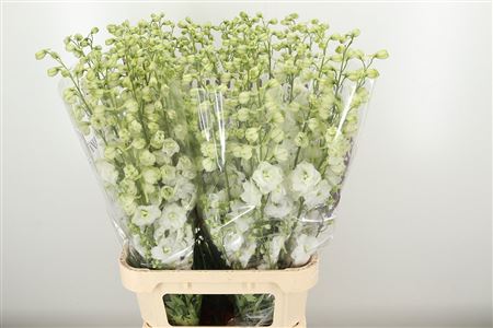360119448_434916531_H_1-1 Delphinium El Dewi Boy Pale Blue rezaný kvet