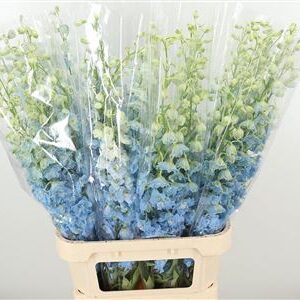360119454_434916557_H_1-2 Delphinium El Dewi Boy Pale Blue rezaný kvet