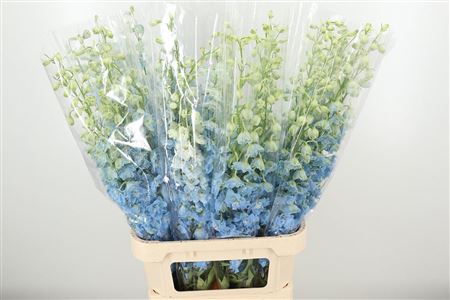 360119454_434916557_H_1-2 Delphinium El Dewi Boy Pale Blue rezaný kvet