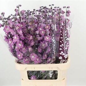 360119455_434916559_H_1-1 Delphinium El Dewi Hercules Dark Pink