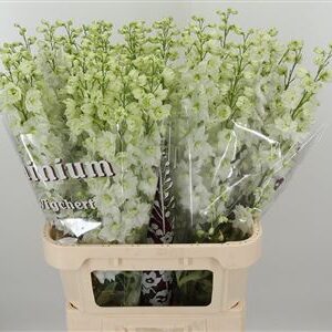 360119460_434916575_H_1-1 Delphinium El Dewi White Smile v bielej farbe
