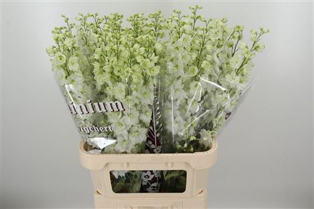 Delphinium El Dewi White Smile v bielej farbe