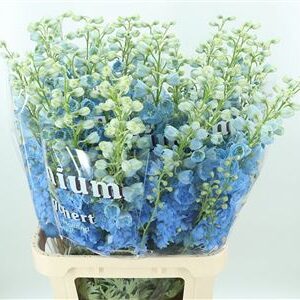 360119891_434917105_H_1-1 Delphinium El Dewi Boy Pale Blue 110 cm