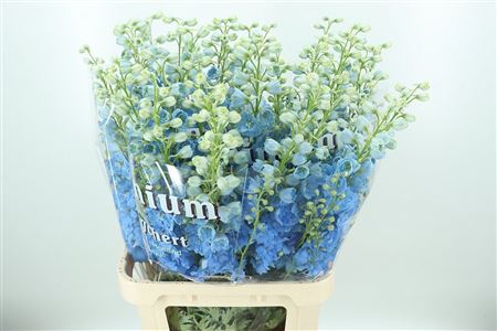 360119891_434917105_H_1-1 Delphinium El Dewi Boy Pale Blue rezaný kvet