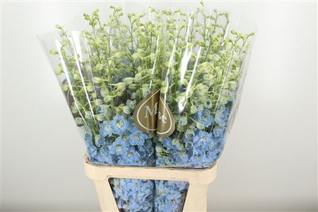 Delphinium El Dewi Boy Pale Blue rezaný kvet