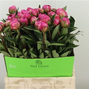 Paeonia Dr A Fleming