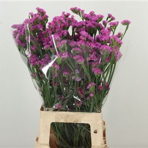 360120769_434919184_H_1-1 Limonium S Raspberry Wings 75 cm
