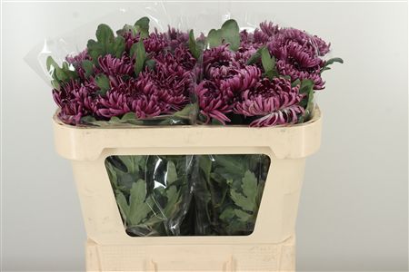 Fialová chryzantéma Purple Star