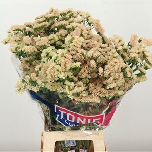 Limon S Honey Apricot