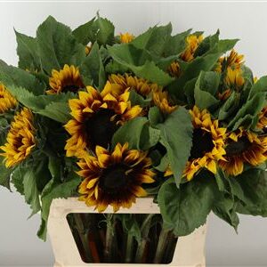 360127421_434927354_H_1-1 Helianthus An Solano Flame