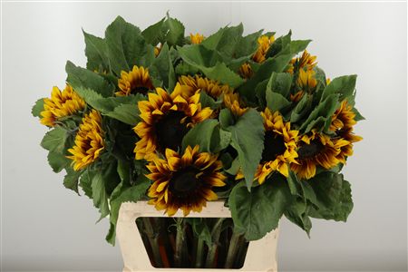 Helianthus An Solano Flame