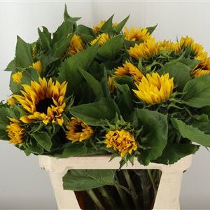 360127422_434927361_H_1-1 Helianthus Ziggy