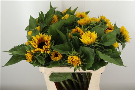 360127422_434927361_H_1-1 Helianthus Ziggy