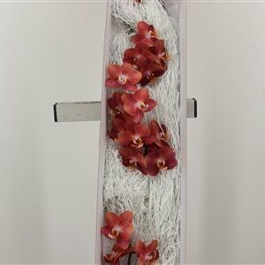 360127805_434928099_H_1 Phal Horizion
