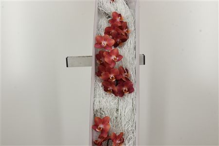 Phal Horizion