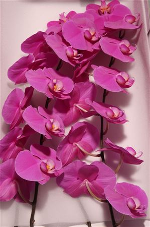 Rezaná orchidea Phalaenopsis Buffalo