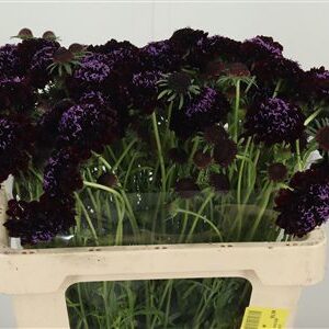 360128880_434930838_H_1-2 Scabiosa Blackberry Scoop