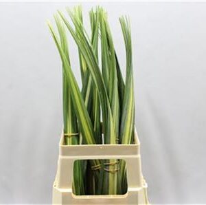 Pandanus Variagata