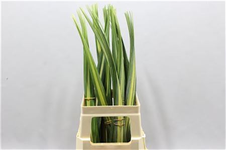 360137808_434944986_H_1 Pandanus Variagata 100 cm