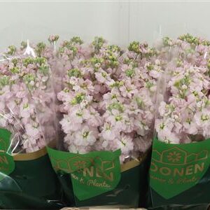 360137855_434945242_H_1-1 Matthiola Milla Light Pink rezaný kvet