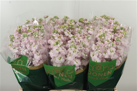 Matthiola Milla Light Pink rezaný kvet