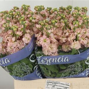360137856_434945243_H_1-1 Matthiola Milla Salmon
