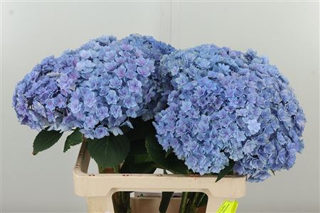 360139639_434947947_H_1 Hortenzia M Beau Luxor Milka 80 cm
