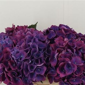 360139645_434947969_H_1-1 Hortenzia M Roy Opera 60 cm