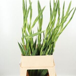 360140686_434949421_H_1-1 Biela gladiola Amsterdam Wit s výškou 110 cm