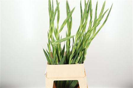 360140686_434949421_H_1-1 Biela gladiola Amsterdam Wit s výškou 110 cm