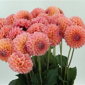 360143914_434955400_H_1-3 Dahlia Linda`s Baby Salmon