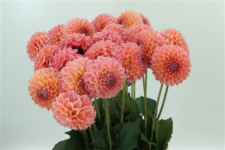 360143914_434955400_H_1-3 Dahlia Linda`s Baby Salmon