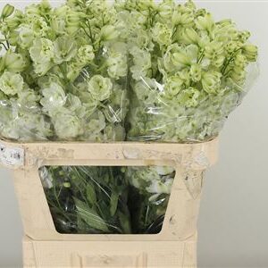 360182398_435001232_H_1 Delphinium El Dewi White Smile v bielej farbe