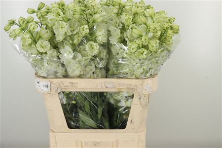 360182398_435001232_H_1 Delphinium El Dewi White Smile v bielej farbe
