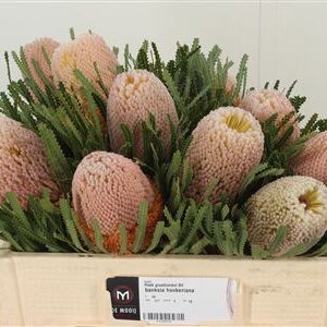 Banksia Hookeriana