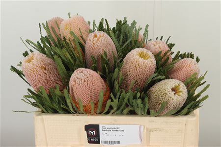 360182954_435002384_H_1 Banksia Hookeriana