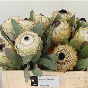 360182955_435002385_H_1 Protea Barb Snow Queen