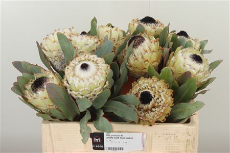 360182955_435002385_H_1 Protea Barb Snow Queen