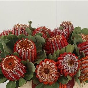 360182960_435002396_H_1 Banksia Coccinea 50 cm