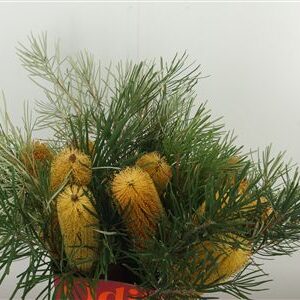 360182961_435002397_H_1 Banksia Ericifolia
