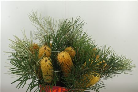 360182961_435002397_H_1 Banksia Ericifolia