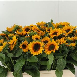 360184510_435004099_H_1 Helianthus Sonja