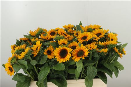 360184510_435004099_H_1 Helianthus Sonja