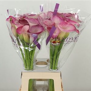 360184844_435004729_H_1 Kala Zantedeschia Denver 60 cm